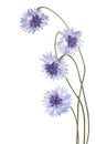 Cornflowers bouquet isolated Royalty Free Stock Photo