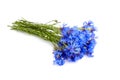 Cornflowers bunch isolated on white background Royalty Free Stock Photo