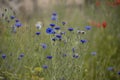 Cornflowers, Centaurea cyanus, Asteraceae. Cornflower Herb or bachelor button flower Royalty Free Stock Photo