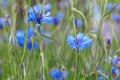 Cornflowers, Centaurea cyanus background