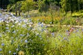 Cornflowers in Chartwell gardens, Kent