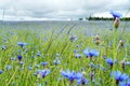 Cornflowers Royalty Free Stock Photo