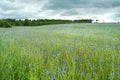 Cornflowers Royalty Free Stock Photo