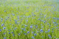 Cornflowers Royalty Free Stock Photo