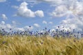 Cornflowers with cornfield ,blue sky and sun Royalty Free Stock Photo