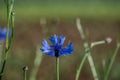 Cornflowers (Cyanus segetum) with transluscent blue Petals Royalty Free Stock Photo