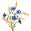 Cornflowers and ears of wheat bunch