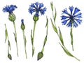 Cornflowers elements in ink and watercolor. Wildflower set on white. Hand-drawn illustration. Design, card, invitation