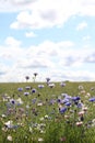 Cornflowers in a field Royalty Free Stock Photo