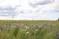 Cornflowers in a field Royalty Free Stock Photo