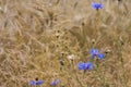 Cornflowers in a field with wheat ears. Royalty Free Stock Photo