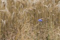 Cornflowers in a field with wheat ears. Royalty Free Stock Photo