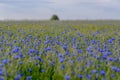 Cornflowers field Royalty Free Stock Photo