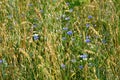 Cornflowers in golden ears. Wheat field. Rye field Royalty Free Stock Photo