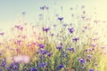 Cornflowers on grassy meadow at sunset