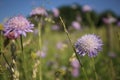 Violet wild cornflowers in green grass Royalty Free Stock Photo