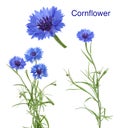 Cornflowers isolated on white without shadow Royalty Free Stock Photo