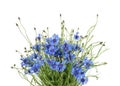 Cornflowers isolated on white without shadow