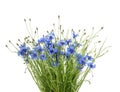Cornflowers isolated on white without shadow Royalty Free Stock Photo