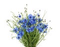 Cornflowers isolated on white without shadow Royalty Free Stock Photo