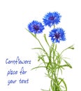 Cornflowers isolated on white without shadow Royalty Free Stock Photo
