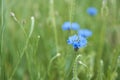 Cornflowers in the meadow