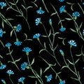 Cornflowers plant with blue flowers, watercolor painting - seamless pattern on black Royalty Free Stock Photo