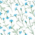 Cornflowers plant with blue flowers, watercolor painting - seamless pattern on white Royalty Free Stock Photo