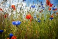 Some Cornflowers and poppies stand on a meadow in fine weather and blue sky