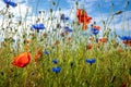 Some Cornflowers and poppies stand on a meadow in fine weather and blue sky