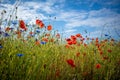 Some Cornflowers and poppies stand on a meadow in fine weather and blue sky