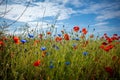 Some Cornflowers and poppies stand on a meadow in fine weather and blue sky
