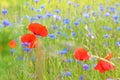 Dreamly Cornflowers and poppies in a meadow Royalty Free Stock Photo