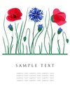 Cornflowers and poppies. Vector card.