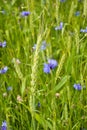 Cornflowers and rye Royalty Free Stock Photo