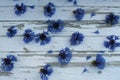 Cornflowers seamless pattern.Cornflower blue print.Wallpaper,postcard