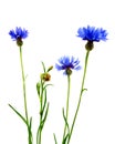 Cornflowers Royalty Free Stock Photo