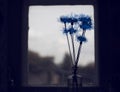 Cornflowers in the vintage bottle. Evening mood.