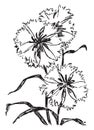 Cornflowers vintage illustration