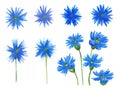 Cornflowers. Watercolor illustration. Royalty Free Stock Photo