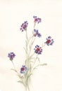 Cornflowers watercolor painting Royalty Free Stock Photo