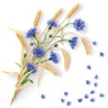 Cornflowers and wheat ears bunch Royalty Free Stock Photo