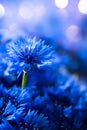 Cornflowers. Wild Blue Flowers Blooming