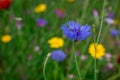 Cornflowers. Wild Blue Flowers Blooming. Closeup Image Royalty Free Stock Photo