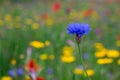 Cornflowers. Wild Blue Flowers Blooming. Closeup Image Royalty Free Stock Photo