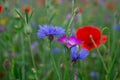 Cornflowers. Wild Blue Flowers Blooming. Closeup Image Royalty Free Stock Photo