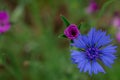 Cornflowers. Wild Blue Flowers Blooming. Closeup Image Royalty Free Stock Photo