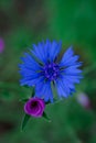 Cornflowers. Wild Blue Flowers Blooming. Closeup Image Royalty Free Stock Photo
