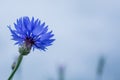 Cornflowers. Wild Blue Flowers Blooming. Closeup Image Royalty Free Stock Photo