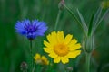 Cornflowers. Wild Blue Flowers Blooming. Closeup Image Royalty Free Stock Photo